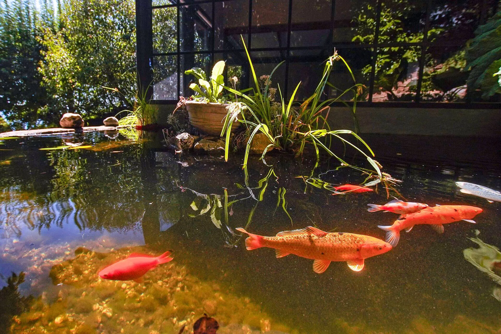 Jardín Casa de Los Peces